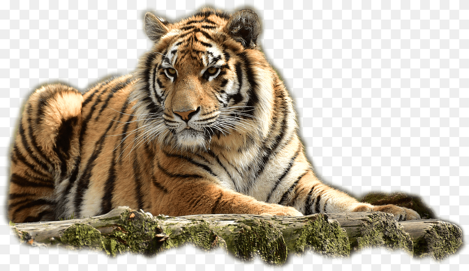 Bengaltiger Animal, Mammal, Tiger, Wildlife Png