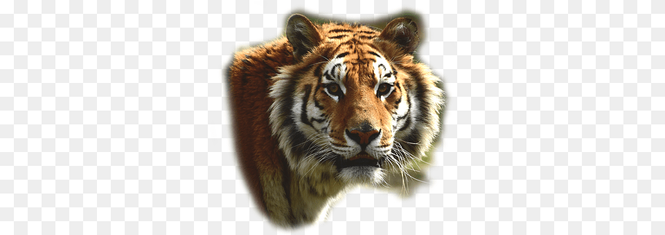 Bengaltiger Animal, Mammal, Tiger, Wildlife Png Image