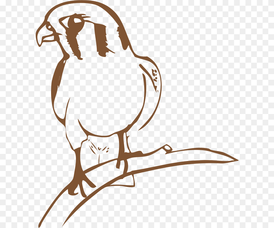 Benj Halc, Person, Animal, Bird, Face Free Png Download