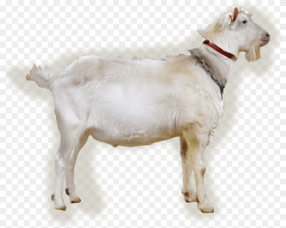 Benjamin Goat, Livestock, Animal, Mammal, Cattle Free Png