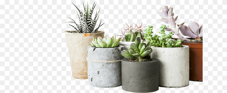 Benken Low Maintenance Succulent Indoor Plant, Jar, Planter, Potted Plant, Pottery Png