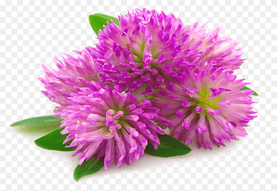 Benneifits Of Red Clover, Dahlia, Flower, Petal, Plant Free Png Download