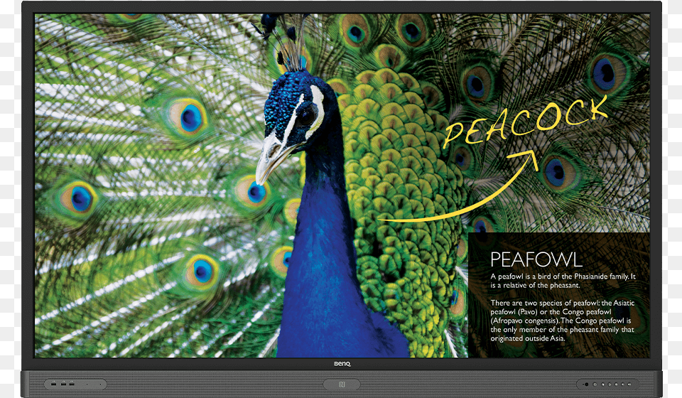 Benq Rp860s Education Interactive Flat Panel, Animal, Bird, Peacock, Beak Free Transparent Png