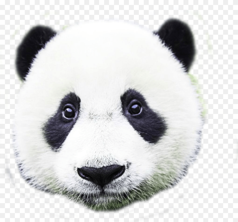 Benwinewin Panda Cross Body Shoulder Bag Bag, Animal, Bear, Giant Panda, Mammal Png Image