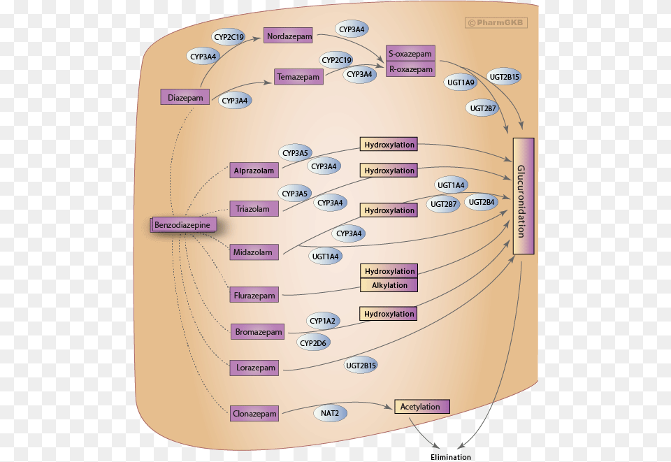 Benzodiazepine Metabolism Chart, Diagram, Uml Diagram, Disk Free Png