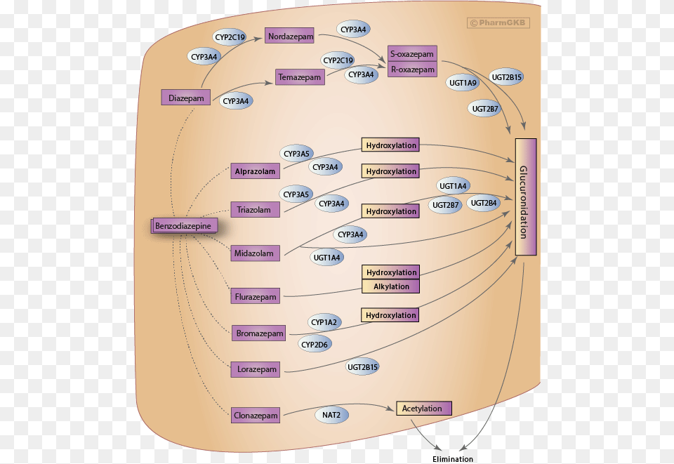 Benzodiazepine Pathway Pharmacokinetics Diagram Benzodiazepine Metabolism Chart, Uml Diagram, Disk Free Png