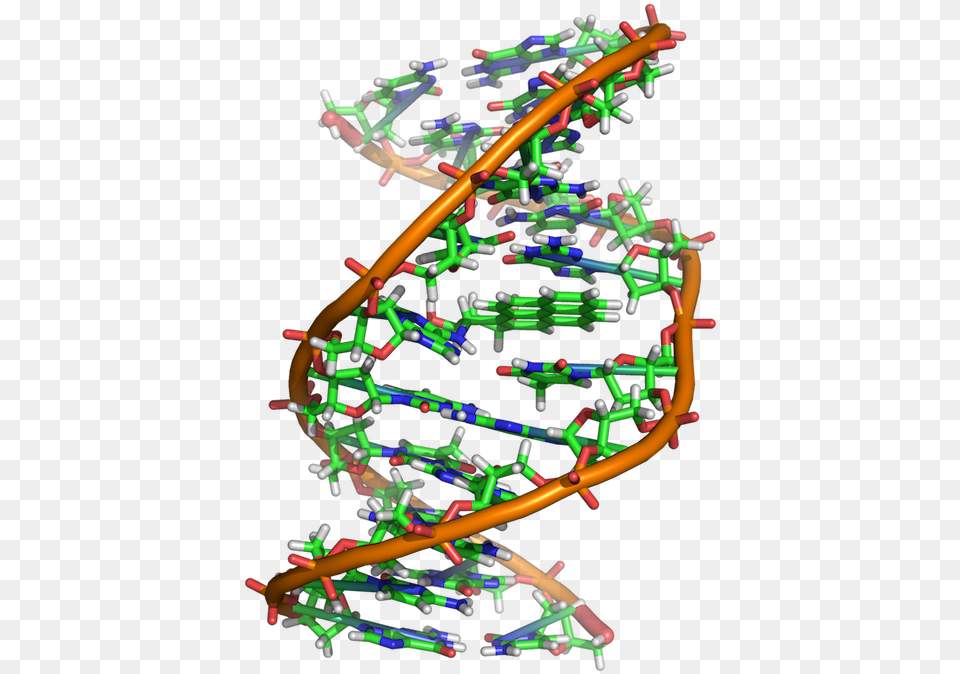 Benzopyrene Dna Adduct 1jdg Dna Search Free Transparent Png