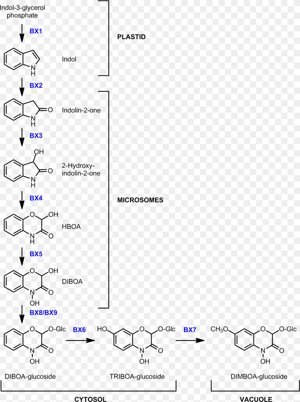 Benzoxazinoid Biosynthesis In Maize Diagram, Indoors Free Png Download