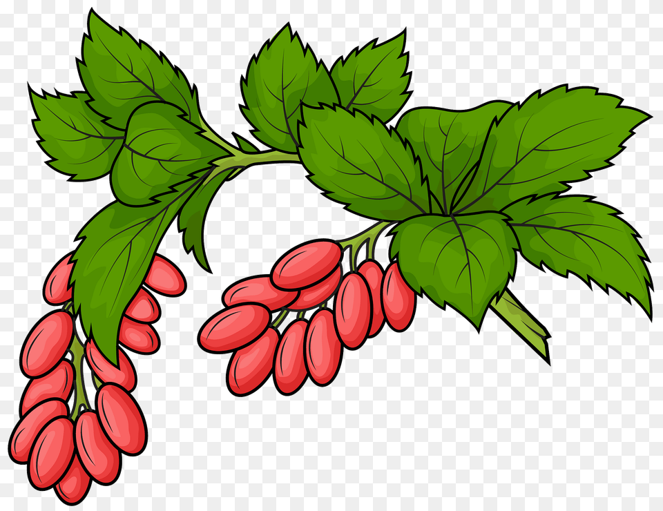 Berberis Clipart, Flower, Plant, Leaf, Produce Free Png