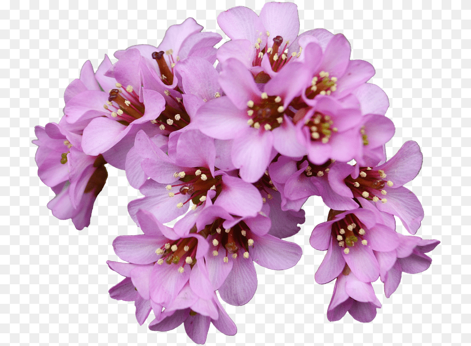 Bergenia, Flower, Geranium, Plant, Anther Png