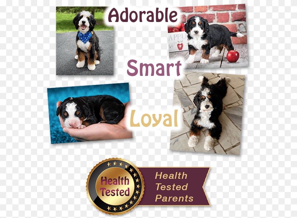 Bernedoodles Breeders Illinois Tri Colored Bernedoodles Dog Supply, Animal, Canine, Mammal, Pet Free Png