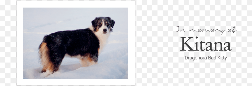 Bernese Mountain Dog, Animal, Canine, Mammal, Pet Free Transparent Png