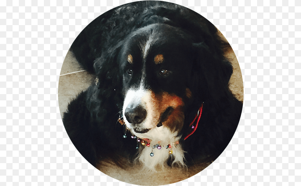 Bernese Mountain Dog, Accessories, Photography, Animal, Canine Free Transparent Png