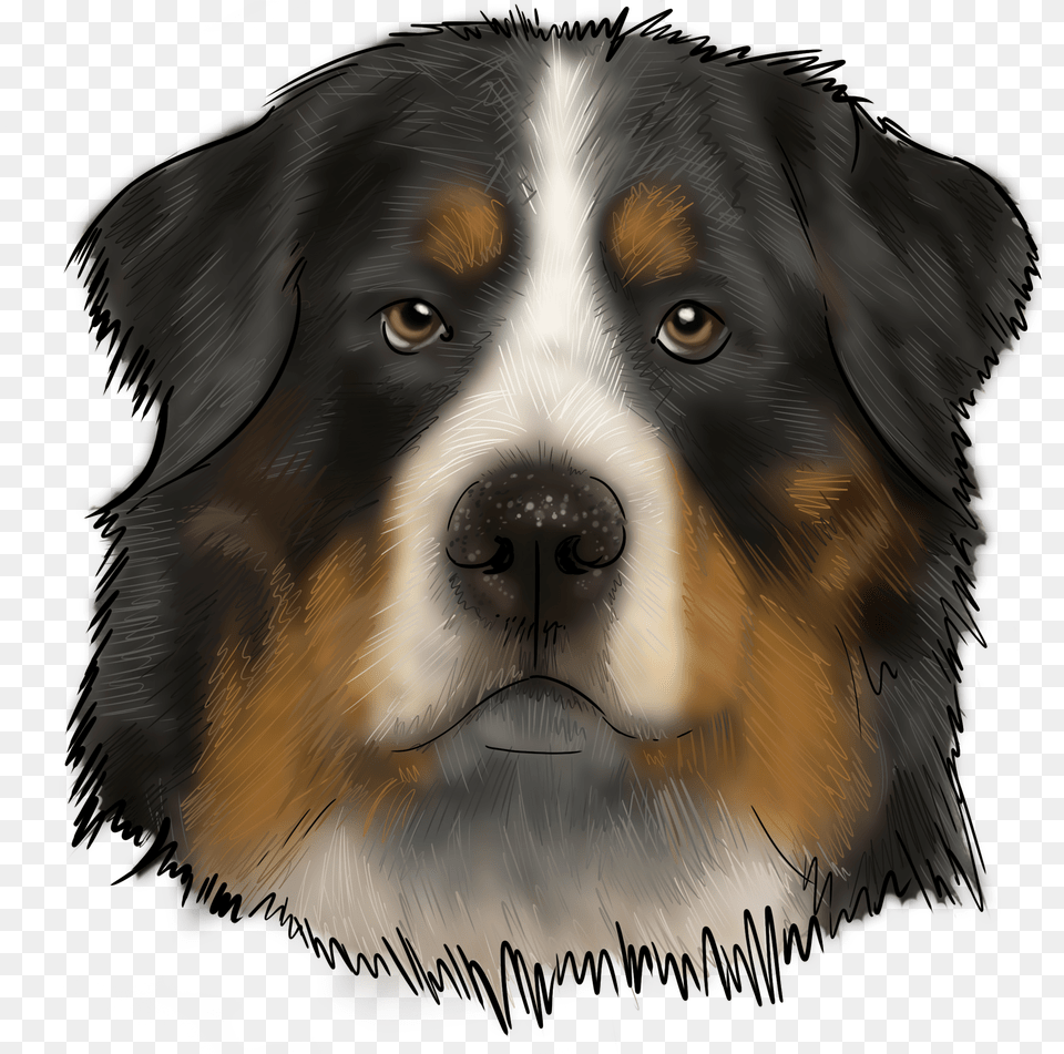 Bernese Mountain Dog, Animal, Canine, Mammal, Person Free Transparent Png