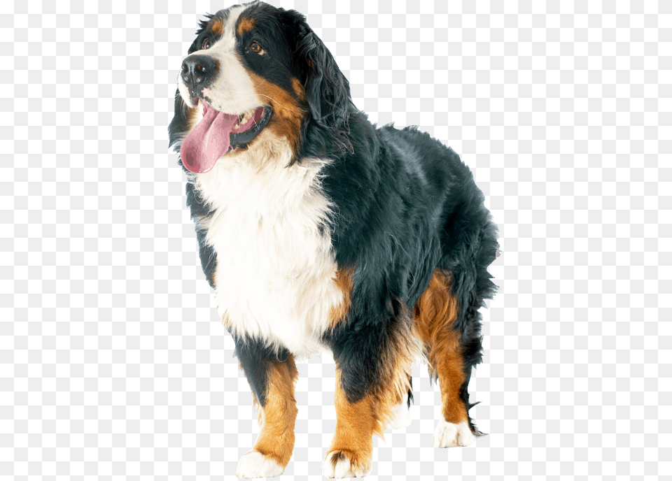 Bernese Mountain Dog, Animal, Canine, Mammal, Pet Free Transparent Png