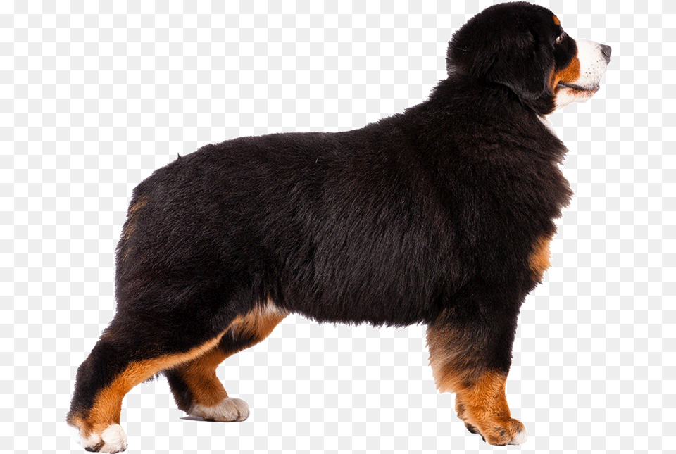 Bernese Mountain Dog Alaskan Malamute Greater Swiss, Animal, Canine, Mammal, Pet Free Transparent Png