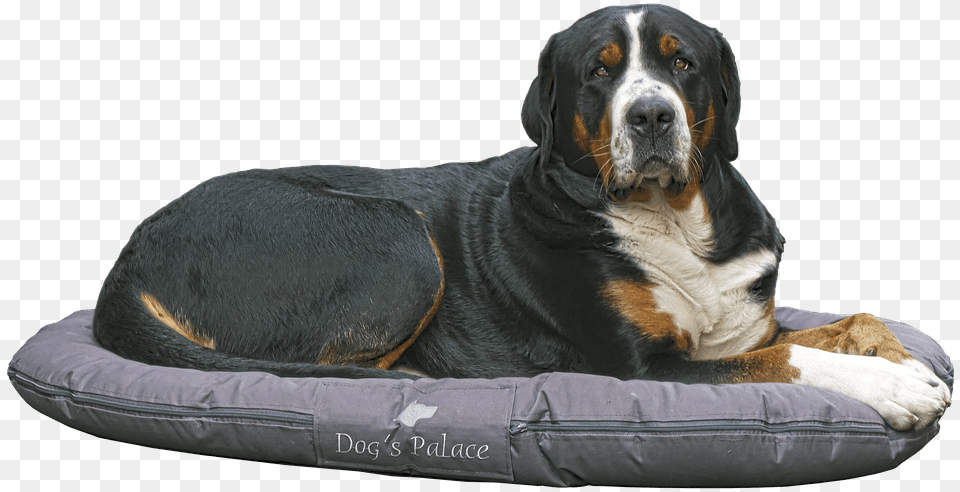Bernese Mountain Dog Lying On Dog Bed Camas Para Perros, Animal, Canine, Mammal, Pet Png Image