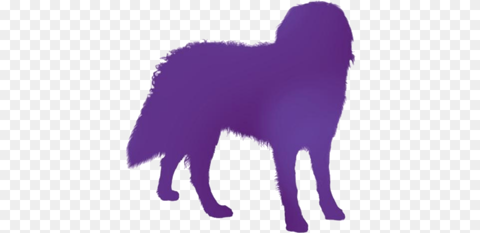 Bernese Mountain Dog Transparent Images, Silhouette, Animal, Coyote, Mammal Free Png