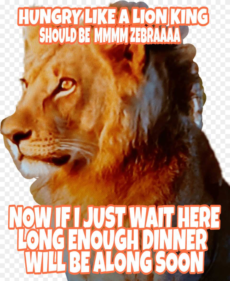 Berniewilson Sticker Photo Caption, Wildlife, Animal, Lion, Mammal Free Png