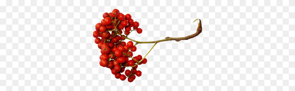 Berries, Food, Fruit, Plant, Produce Free Transparent Png