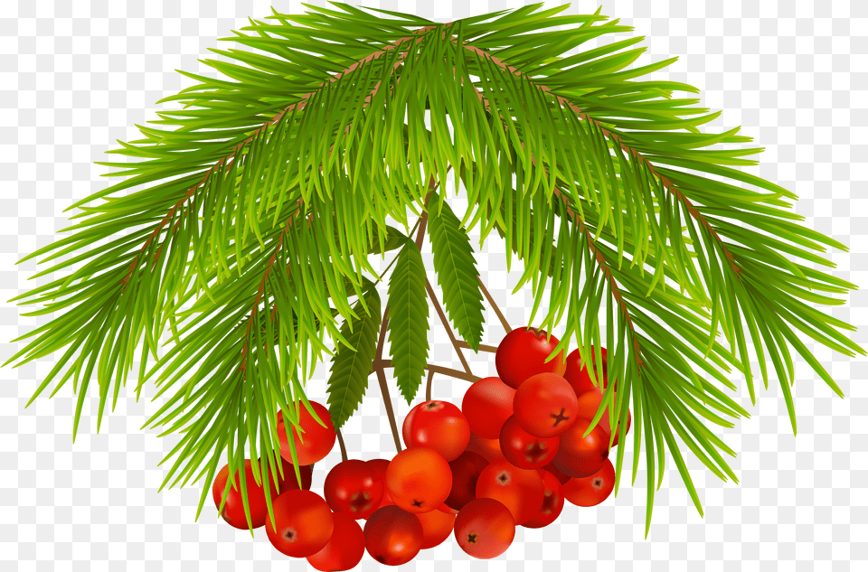 Berries Free Png