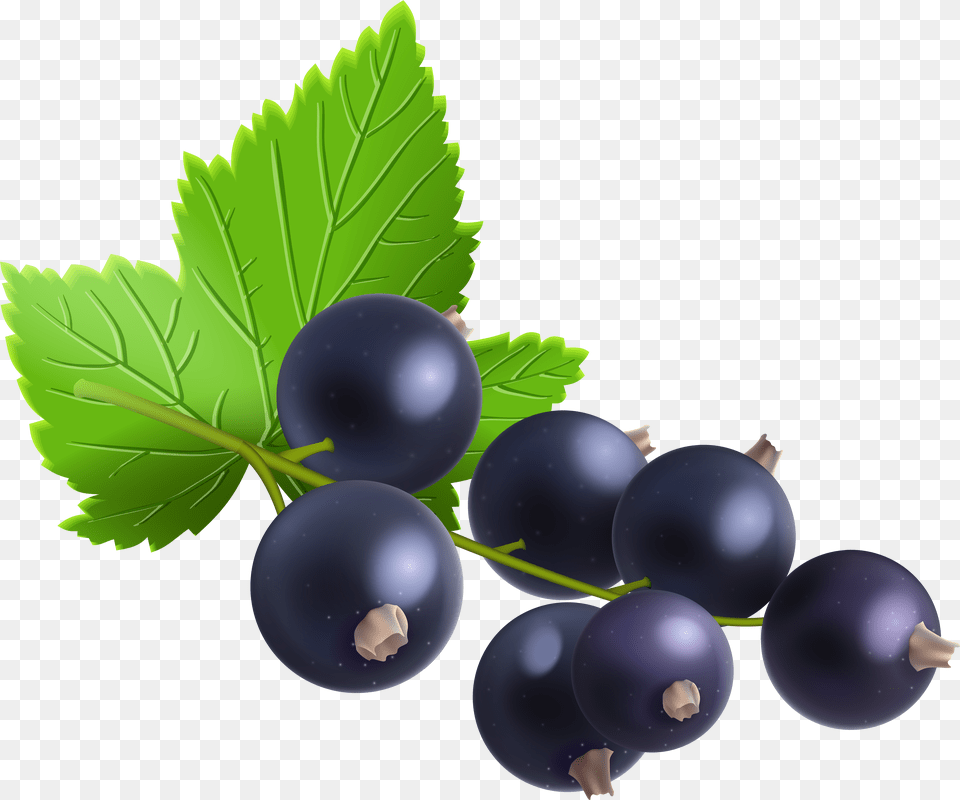 Berries Berry Blueberries Vector Graphic On Pixabay Blackcurrant Png