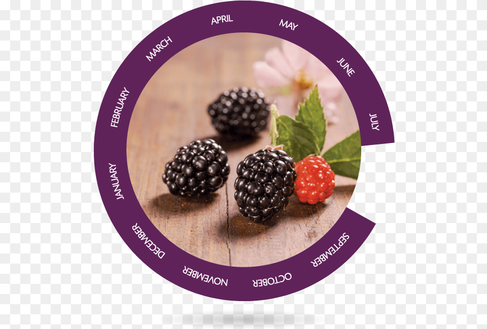 Berries Bionest Agricultura Ecolgica Boysenberry, Berry, Food, Fruit, Plant Png Image