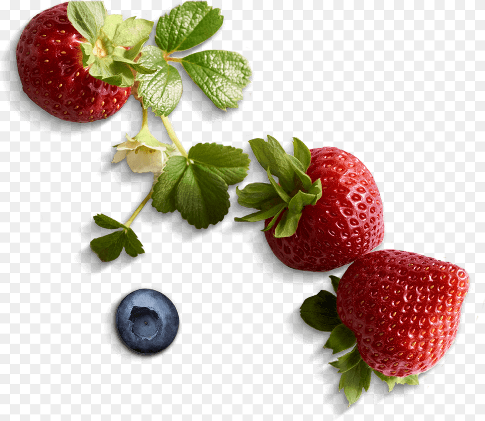 Berries Clipart Fair Trade Driscoll39s Berries, Berry, Blueberry, Food, Fruit Free Png Download
