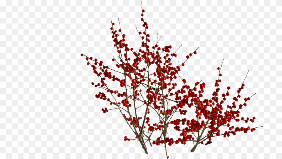 Berry Bush, Plant, Tree, Flower, Food Png Image