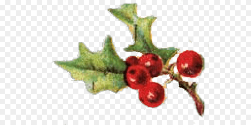 Berry Clipart Sprig Holly Vintage Holly Clip Art, Leaf, Plant, Produce, Food Png