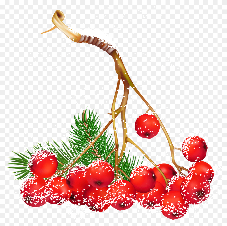 Berry Clipart Winter Png