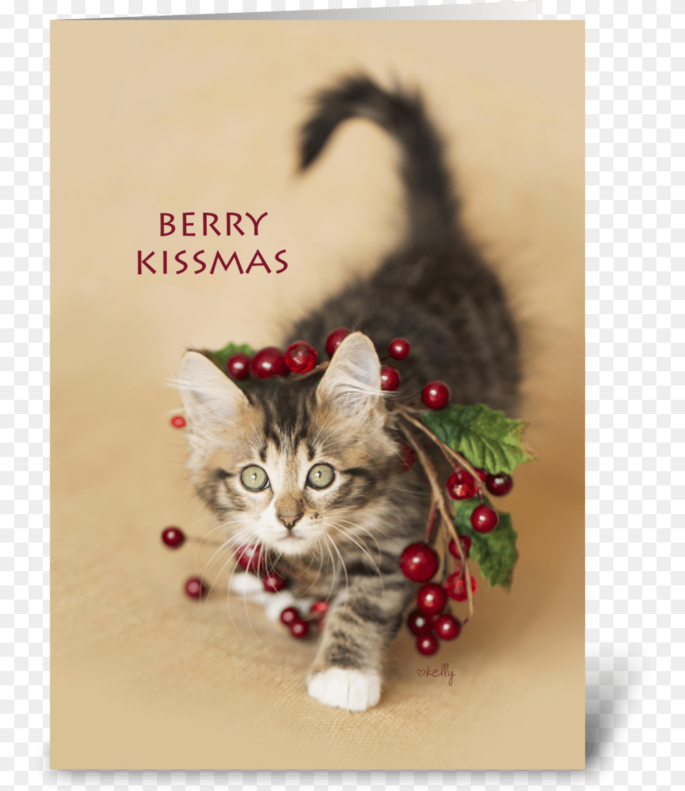 Berry Kissmas Christmas Kitten Greeting Card Kitten, Animal, Cat, Mammal, Pet Free Transparent Png