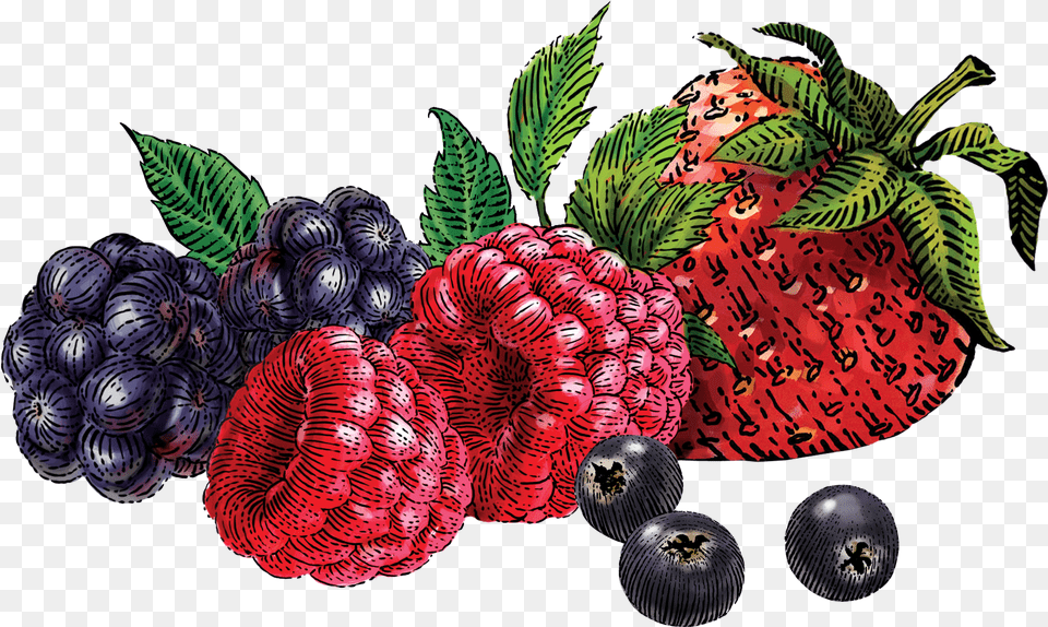 Berry Mixed Berry, Blueberry, Food, Fruit, Plant Free Transparent Png