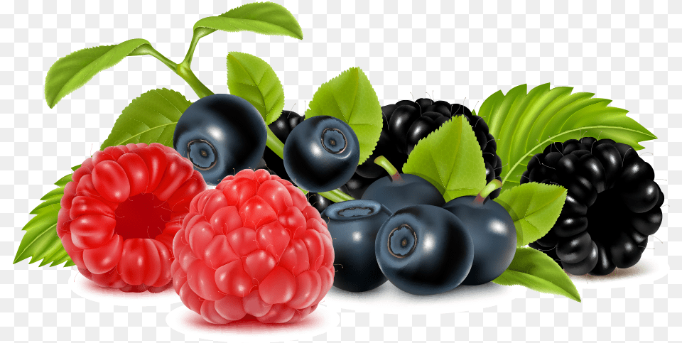 Berry Vector Mixed Picture Berries Clipart, Blueberry, Food, Fruit, Plant Free Png