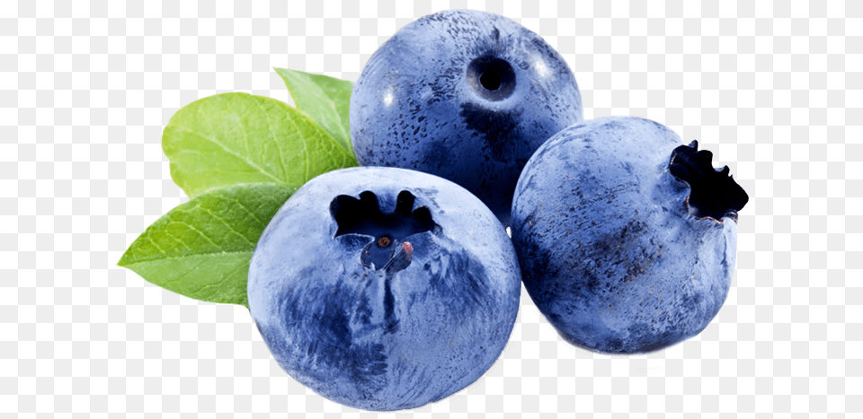 Berry Vector U0026 Clipart Ywd Single Blueberry Vector, Food, Fruit, Plant, Produce Free Png Download