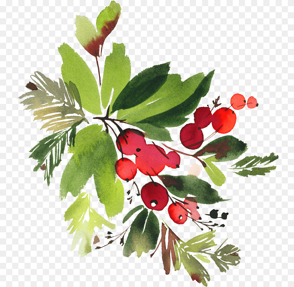 Berry Vector Watercolor Christmas Flower Watercolor, Plant, Leaf, Art, Produce Png