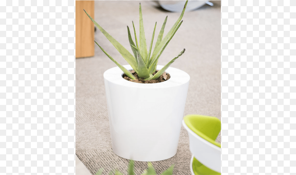 Bertin Flowerpot, Plant, Potted Plant, Aloe, Jar Free Transparent Png