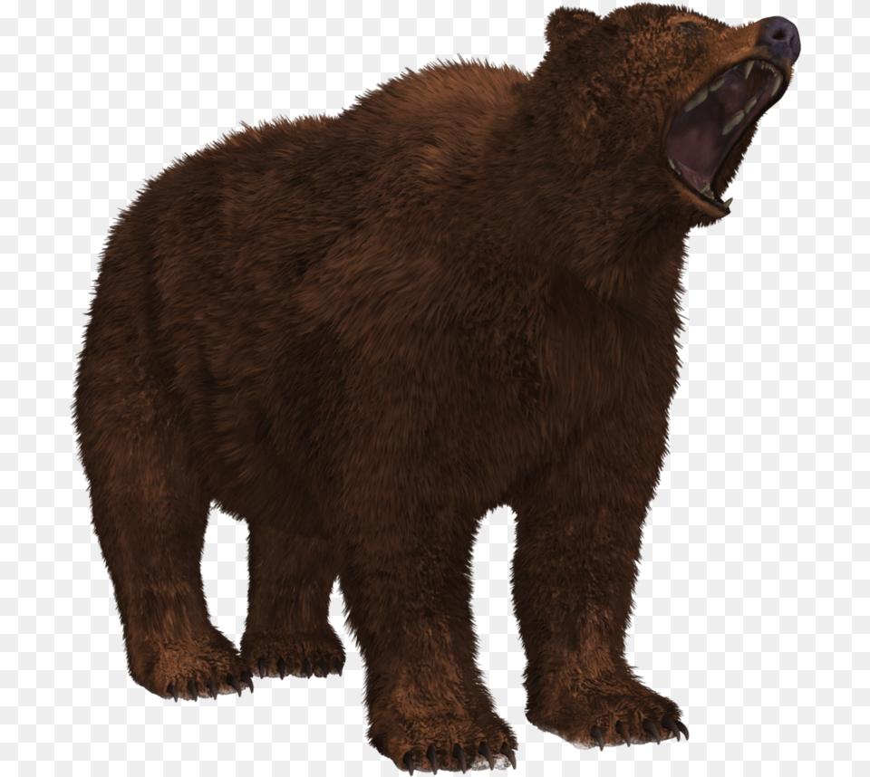 Beruang, Animal, Bear, Mammal, Wildlife Free Png