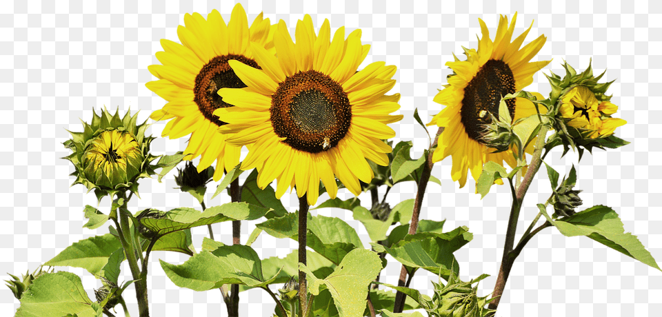 Best 3 Annuals For Windy Spots Blog Sunflowers Transparent, Flower, Plant, Sunflower, Animal Png Image