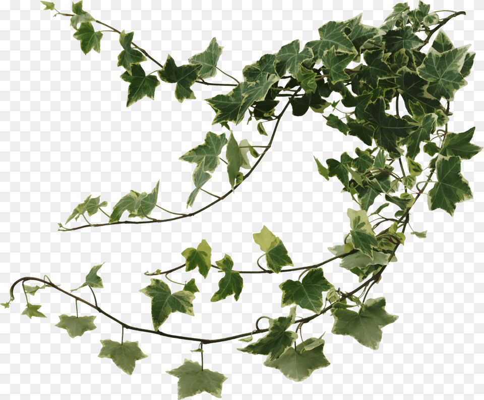 Best Air Purifying Ivy, Leaf, Plant, Vine Free Transparent Png