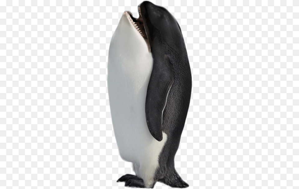 Best Animal Photoshop, Bird, Penguin, King Penguin Png