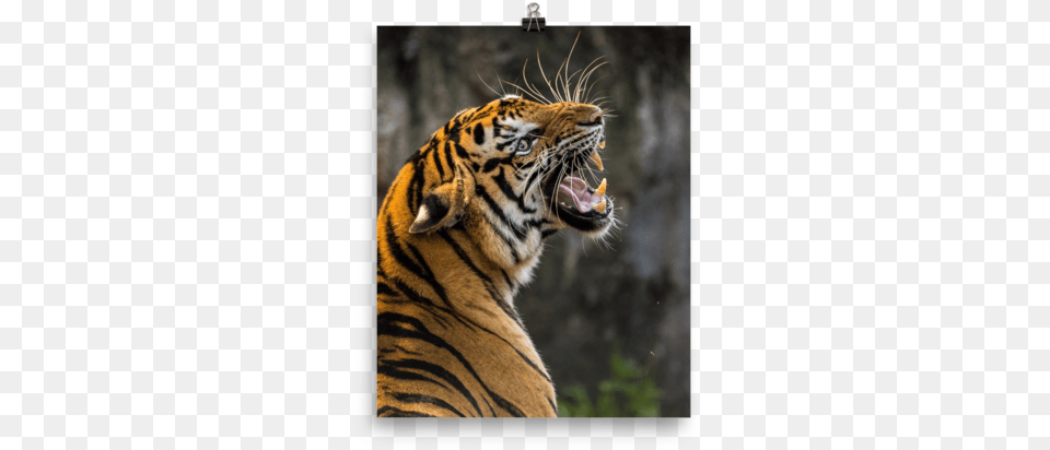 Best Animal Wallpaper For Mobile, Mammal, Tiger, Wildlife Png