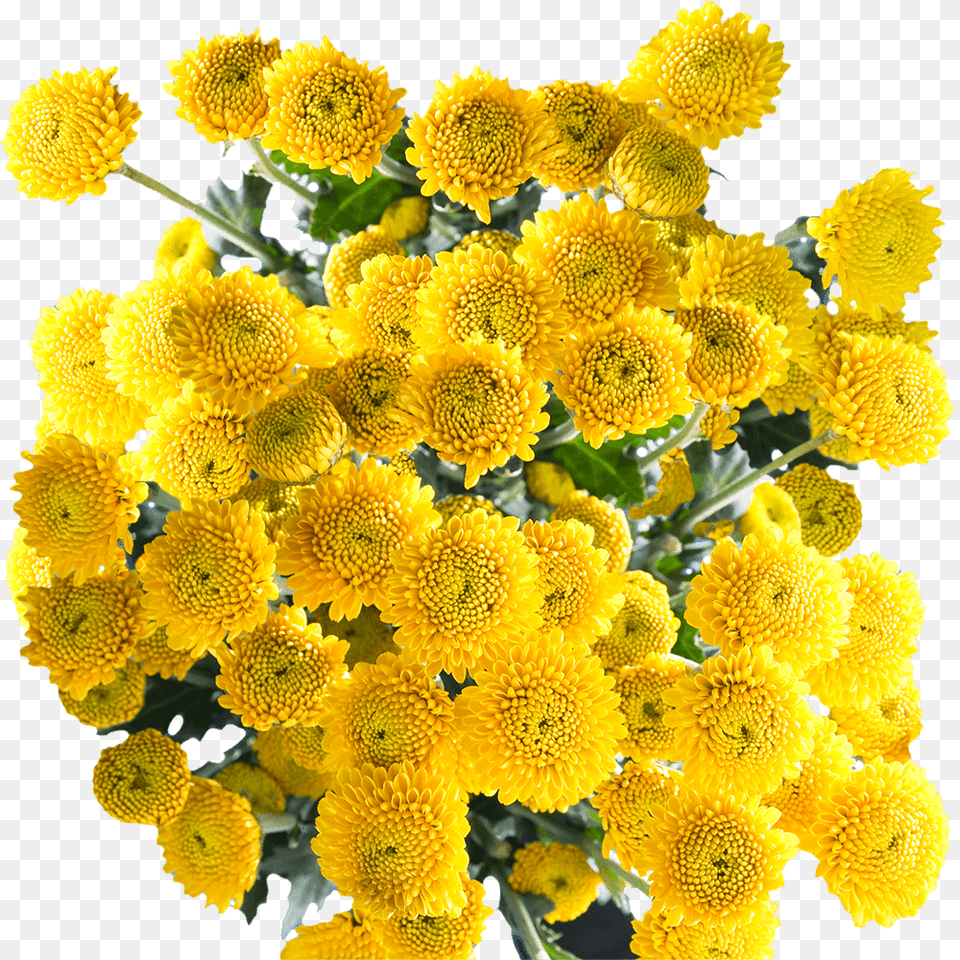 Best Assorted Yellow Chrysanthemum Button Flowers Yellow Button Poms Flowers, Flower, Flower Arrangement, Flower Bouquet, Plant Free Png Download