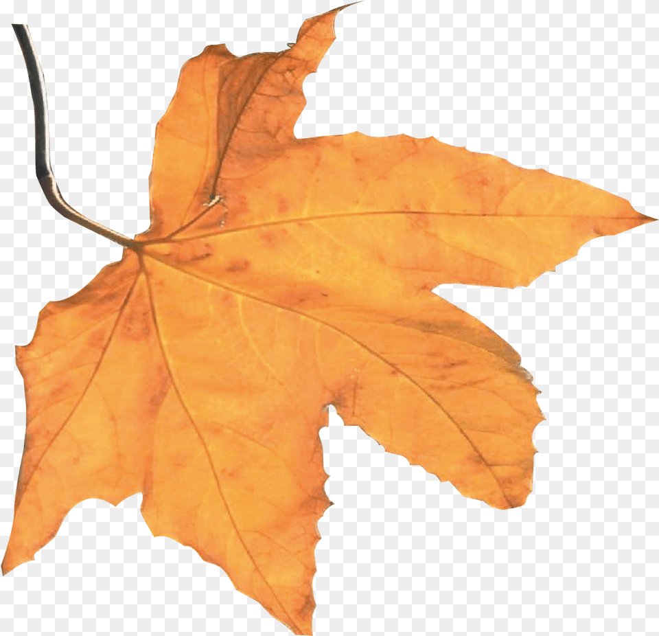 Best Autumn Harvest Leaf Maple Leaf, Plant, Tree, Maple Leaf, Person Free Transparent Png