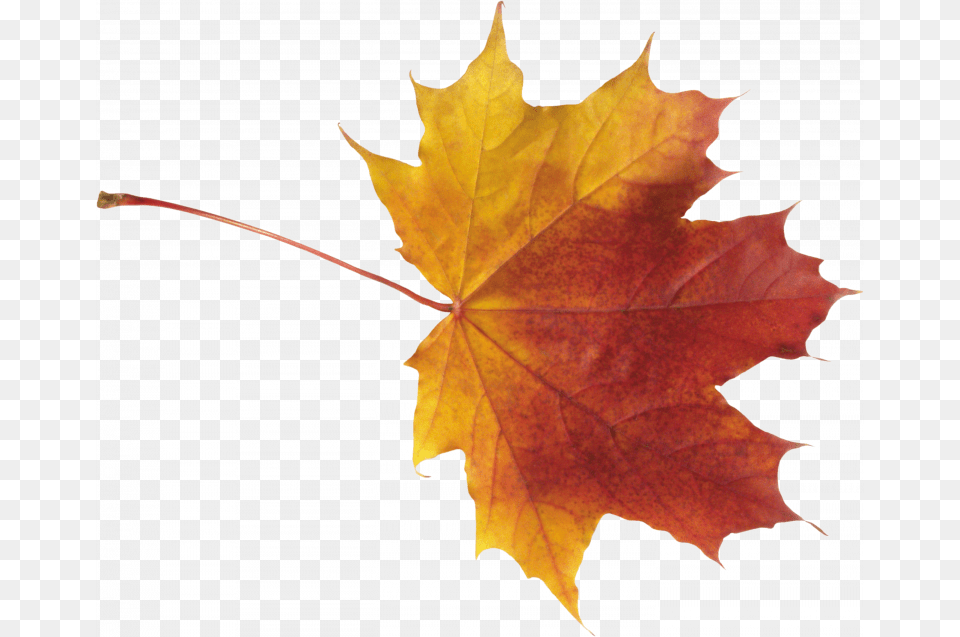 Best Autumn Leaves Autumn Leaves, Leaf, Plant, Tree, Maple Free Transparent Png