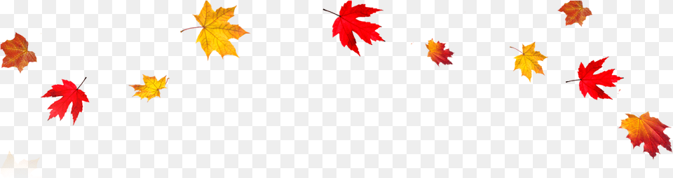 Best Background Clipart Falling Leaves Transparent Background, Leaf, Maple, Plant, Tree Free Png Download