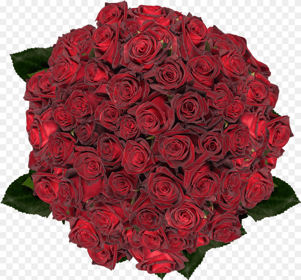 Best Black Roses Day, Flower, Flower Arrangement, Flower Bouquet, Plant Free Transparent Png