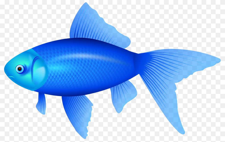 Best Blue Fish Clipart, Animal, Sea Life, Shark Png Image