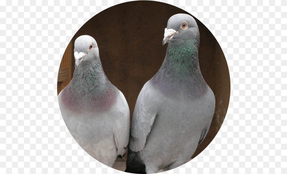 Best Breed Pigeon For Sale, Animal, Bird, Dove Png Image