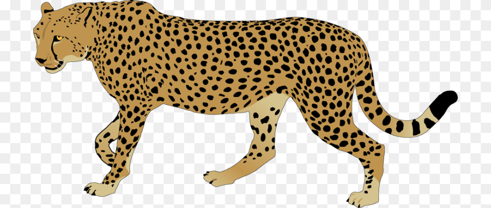 Best Cheetah Clipart, Animal, Mammal, Wildlife Free Transparent Png